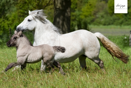 Highland Ponys
